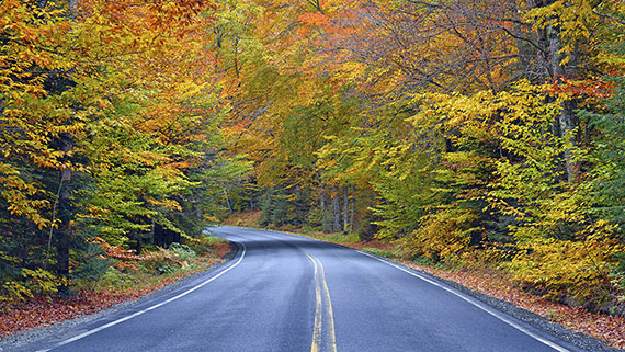 A fall scene of colored leaves on trees