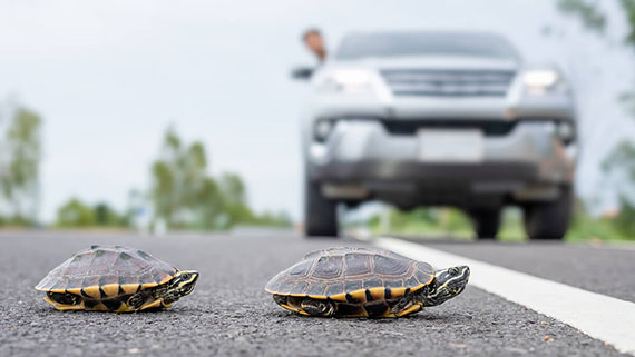 A turtle crossing a road