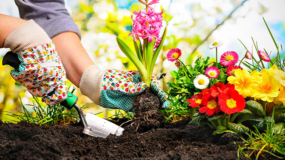 Pretty flowers being planted in a garden